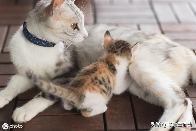 猫咪的成长之旅，从调皮捣蛋到温顺成熟的过程