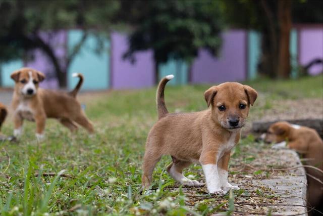 幼犬成长阶段解析，几个月大的狗算是幼犬？