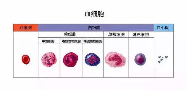 关于八个月宝宝白细胞标准的探讨