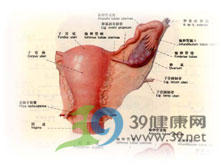 月经周期缩短，为何月经会半个月就来？