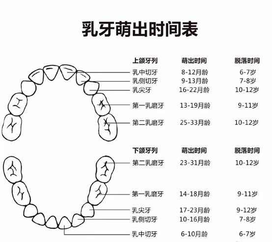 宝宝六个月长牙，牙齿生长的关键里程碑与照顾要点