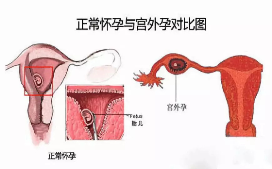 关于月经几个月来一次的现象，探索与理解